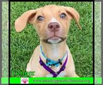 Small Photo #15 Labrador Retriever-Unknown Mix Puppy For Sale in Pensacola, FL, USA