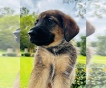Puppy Sweet Female German Shepherd Dog-Labradoodle Mix