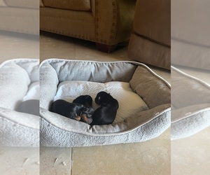 Yorkshire Terrier Puppy for sale in FRESNO, CA, USA