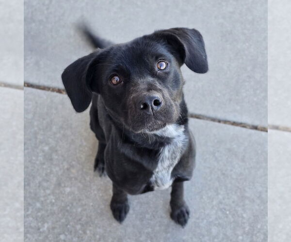 Medium Photo #9 Border Collie-Unknown Mix Puppy For Sale in Lakewood, CO, USA