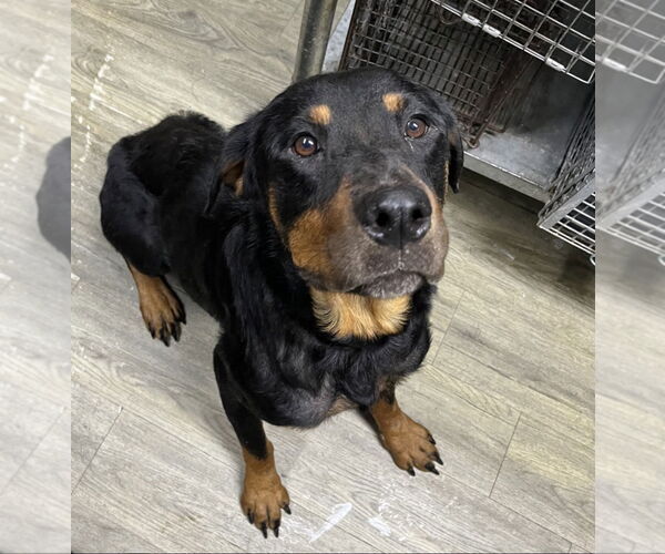 Medium Photo #9 Rottweiler-Unknown Mix Puppy For Sale in White Hall, AR, USA