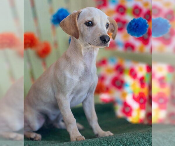 Medium Photo #5 Dachshund-Unknown Mix Puppy For Sale in Chino Hills, CA, USA