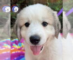 Small Great Pyrenees