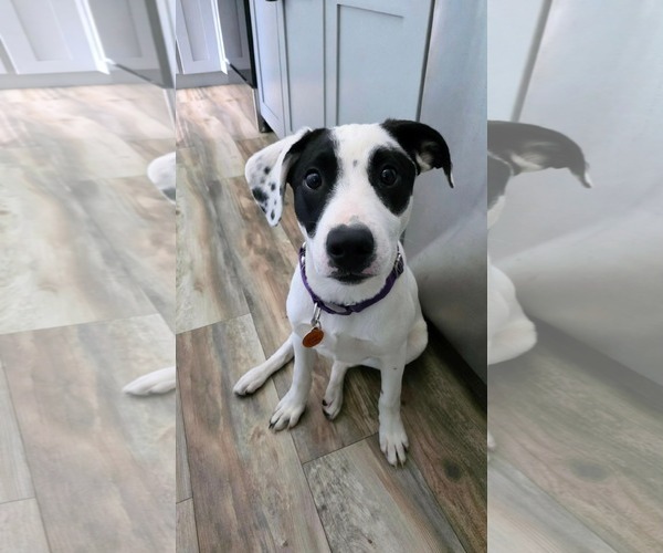 Medium Photo #1 Mutt Puppy For Sale in pomfret, CT, USA