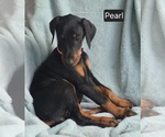 Small #5 Doberman Pinscher