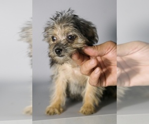 Morkie Puppy for sale in BARNSTABLE, MA, USA