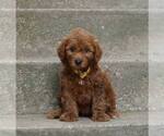 Puppy Rusty Miniature American Shepherd-Poodle (Miniature) Mix