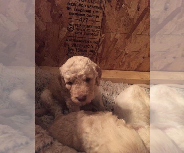 Medium Photo #10 Goldendoodle Puppy For Sale in STILLMAN VALLEY, IL, USA