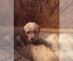 Small Photo #10 Goldendoodle Puppy For Sale in STILLMAN VALLEY, IL, USA