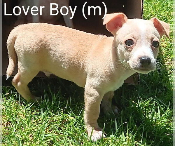 Medium Photo #1 Mutt Puppy For Sale in San Bernardino, CA, USA