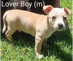 Small Mutt