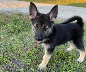 German Shepherd Dog Puppy for sale in FORT MYERS, FL, USA