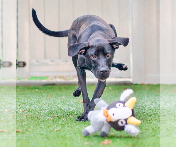 Medium Photo #2 Labrador Retriever-Unknown Mix Puppy For Sale in Canton, CT, USA