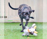 Small #1 Labrador Retriever Mix