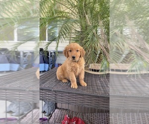 Golden Retriever Puppy for Sale in FRESNO, California USA