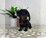 Small #6 Dachshund