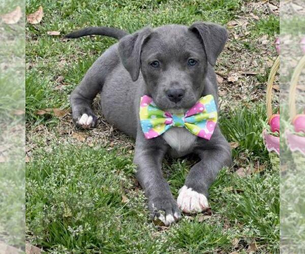 Medium Photo #3 Bulldog-Unknown Mix Puppy For Sale in Yardley, PA, USA