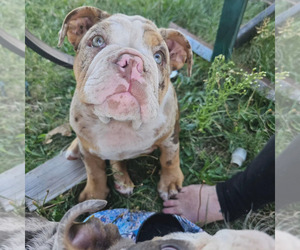 English Bulldog Puppy for sale in HOOD RIVER, OR, USA