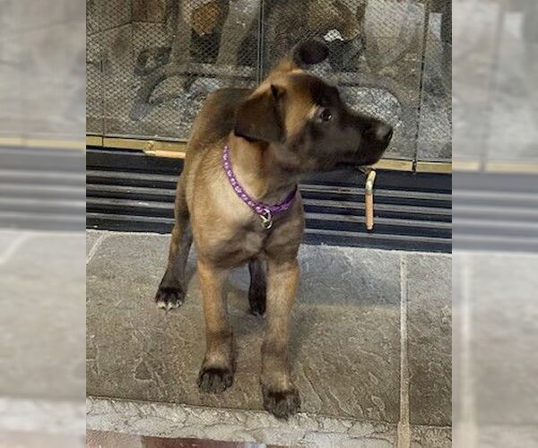 Medium Photo #1 Mutt Puppy For Sale in Genesee, WI, USA