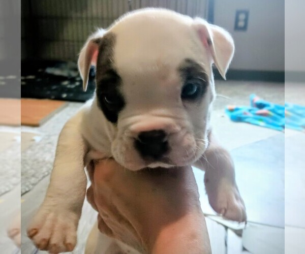 Medium Photo #1 Olde English Bulldogge Puppy For Sale in VERSAILLES, IL, USA