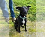 Small #9 Labrador Retriever Mix