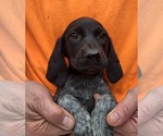 Puppy Billy German Shorthaired Pointer