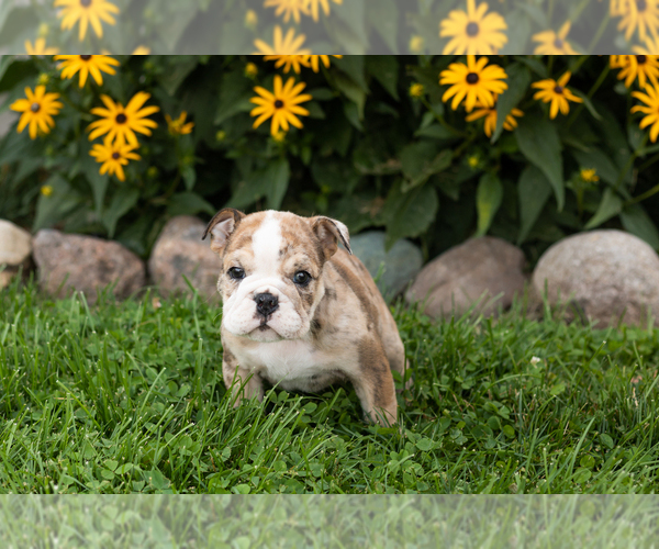 Medium Photo #4 English Bulldog Puppy For Sale in BOURBON, IN, USA