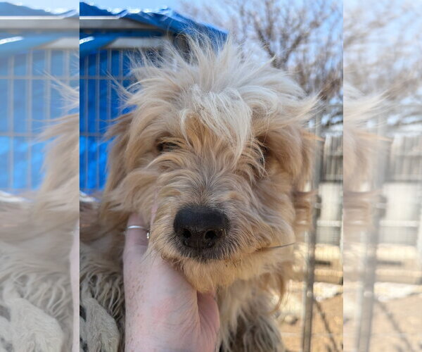 Medium Photo #4 Poodle (Miniature)-Unknown Mix Puppy For Sale in Grafton, WI, USA