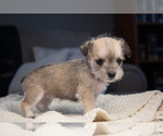 Small Photo #10 Schnauzer (Miniature) Puppy For Sale in PENSACOLA, FL, USA