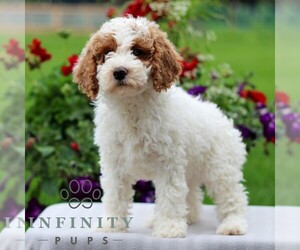 Goldendoodle (Miniature) Puppy for sale in LITITZ, PA, USA