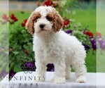 Small Goldendoodle (Miniature)