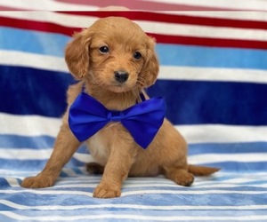 Cavapoo Puppy for sale in LANCASTER, PA, USA