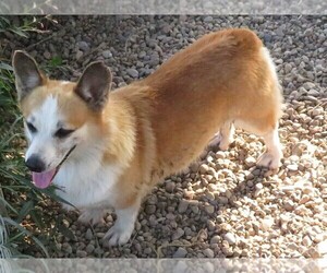 Father of the Pembroke Welsh Corgi puppies born on 04/17/2022