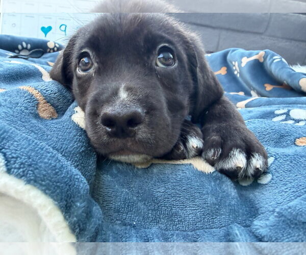 Medium Photo #2 Mutt Puppy For Sale in Goodyear, AZ, USA