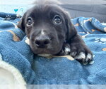 Small #1 Mutt