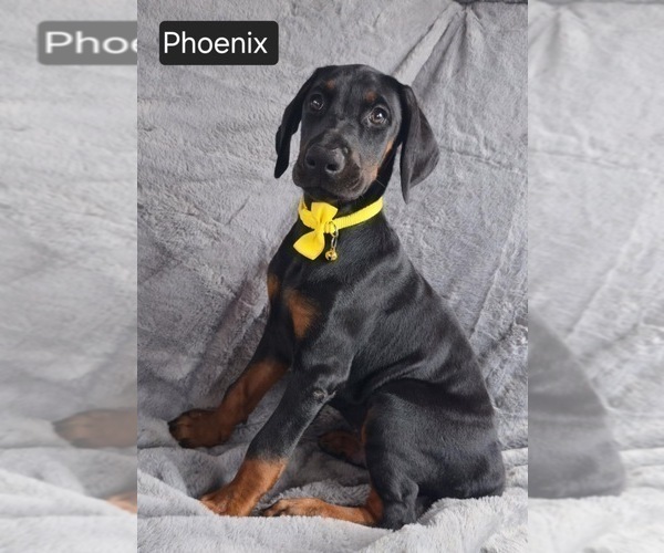 Medium Photo #1 Doberman Pinscher Puppy For Sale in POMEROY, OH, USA