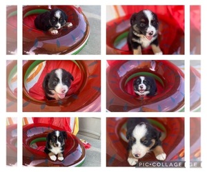 Miniature American Shepherd Puppy for sale in MIDDLETOWN, OH, USA