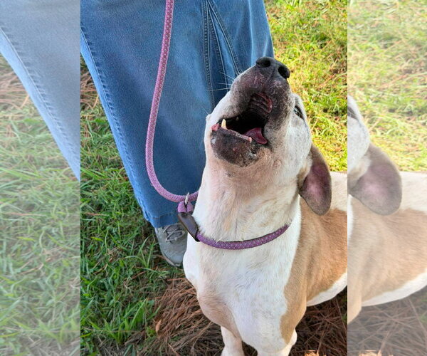 Medium Photo #3 Mutt Puppy For Sale in Holly Springs, NC, USA