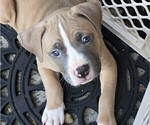 Puppy King American Bully