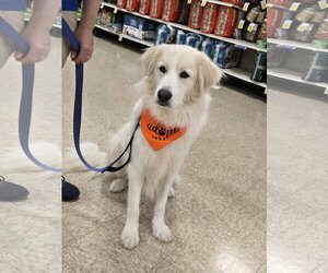 Great Pyrenees-Unknown Mix Dogs for adoption in Minneapolis, MN, USA