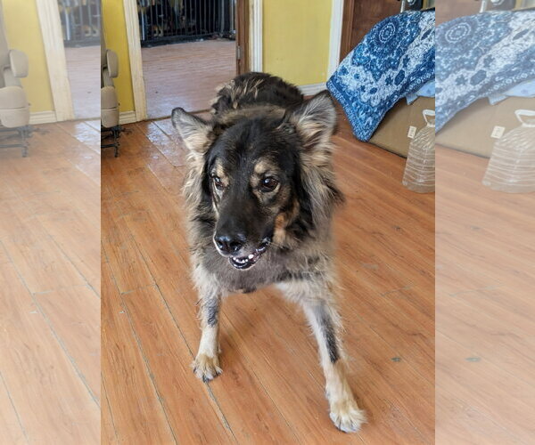 Medium Photo #4 German Shepherd Dog-Unknown Mix Puppy For Sale in Orange Grove, TX, USA