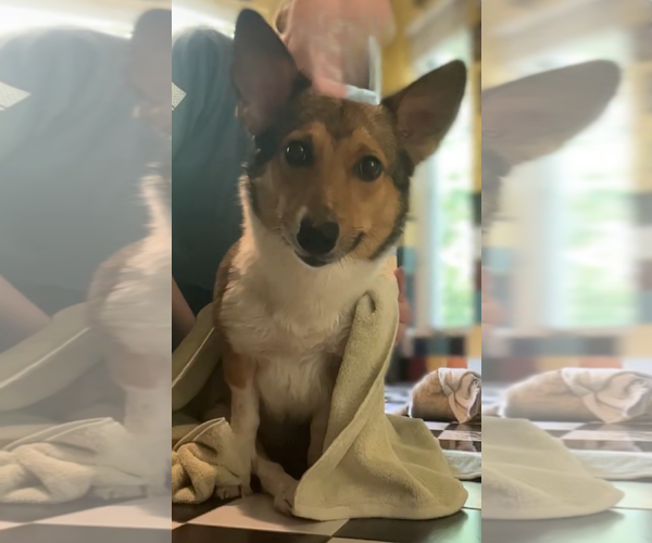 Medium Photo #2 Pembroke Welsh Corgi Puppy For Sale in Monkton, MD, USA