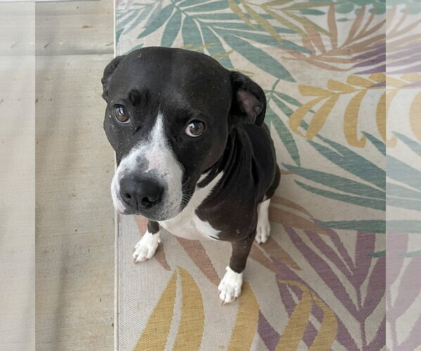 Medium Photo #3 American Pit Bull Terrier-American Staffordshire Terrier Mix Puppy For Sale in Caribou, ME, USA