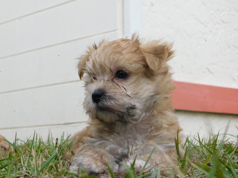 Medium Photo #28 Morkie Puppy For Sale in ORLANDO, FL, USA