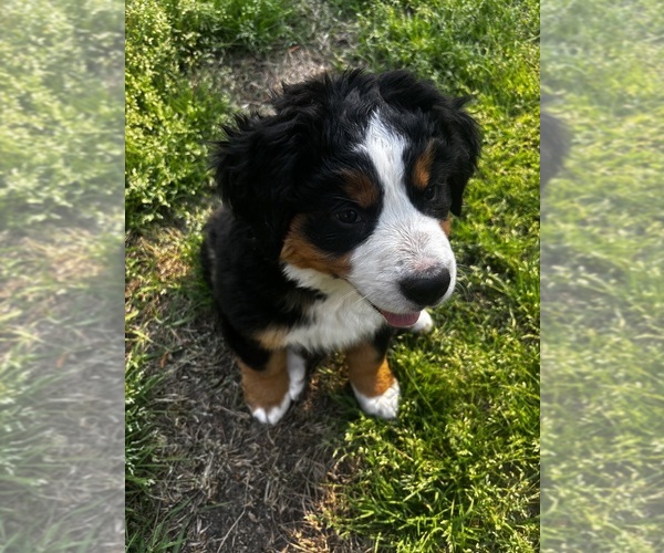 Medium Photo #8 Bernese Mountain Dog Puppy For Sale in MIDDLESEX, NC, USA