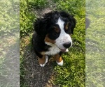 Small #7 Bernese Mountain Dog