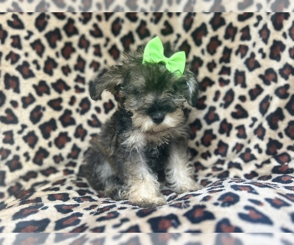 Medium Photo #4 Schnauzer (Miniature) Puppy For Sale in LAKELAND, FL, USA