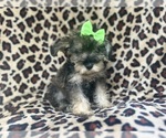 Small #3 Schnauzer (Miniature)