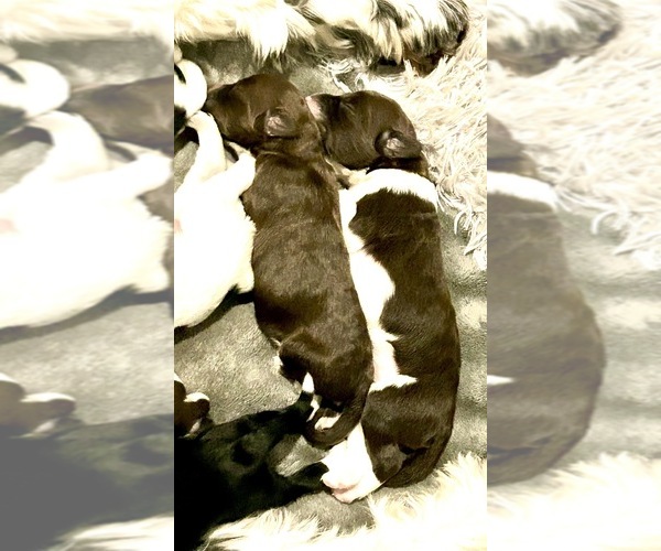 Medium Photo #11 Portuguese Water Dog Puppy For Sale in BAYTOWN, TX, USA