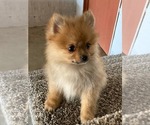 Small Photo #6 Pomeranian Puppy For Sale in DOWNING, MO, USA